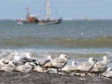 Urlaubsziel von Finanzminister und SPD-Parteichef: Das Meer.