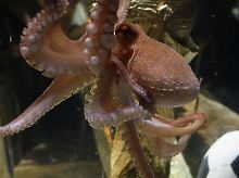 Gefragter Krake: Seine WM-Tipps haben den Tintenfisch berühmt gemacht.