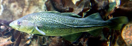 Besonders für Dorsche ist ein sinkender Sauerstoffgehalt problematisch. In einer Tiefe von 20 Metern fühlen sich diese Fische zurzeit wohler.