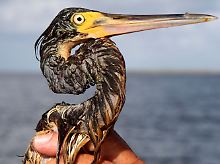 Ölverschmierter Reiher an der Küste von Louisiana.