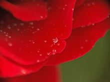 Regentropfen auf einer Rose: Die Blüten für eine Bowle sollten taufrisch sein.