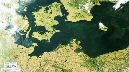 Satellitenaufnahme des Leibniz-Instituts für Ostseeforschung Warnemünde: Ein riesiger Blaualgen-Teppich bedeckt  die Ostsee.