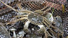 Von lecker bis zerstörerisch: Neobiota fern der Heimat