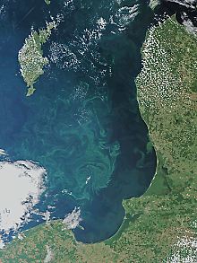 ESA-Satellitenaufnahme vom 21. Juli mit der Algenblüte: Danziger Becken und die Ostsee vor Kaliningrad und Litauen sowie das südliche Ende Gotlands. Der Blaualgen-Teppich ist etwa so groß wie Deutschland.