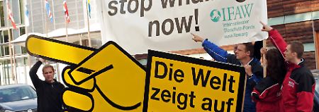 Walschützer hoffen auf einen EU-Beitritt Islands - ohne eine Ausnahmeklausel für den Walfang.