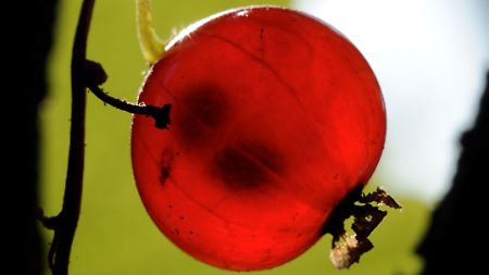 Pestizid-Cocktail im Beerenobst: Bauern und BVL wiegeln ab