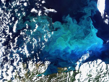 Plankton im Norden Europas, aufgenommen vom Satelliten Envisat. Der Phytoplankton-Gehalt der Meere hat im vergangenen Jahrhundert in fast allen Regionen der Erde abgenommen. 