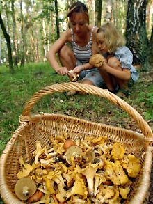 In guten Pilzjahren wird man auch in Brandenburg fündig, meist sind die Wälder derzeit aber zu trocken.