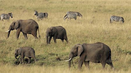 Eines der letzten Naturschauspiele Afrikas ist durch den Bau gefährdet. (Elefanten und Zebras im Masai Mara Nationalpark in Kenia)