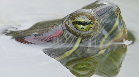 Junge Rotwangen-Schmuckschildkröten sind sehr beliebt. Wenn sie größer werden, werden sie oft ausgesetzt.