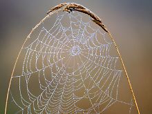 Das Besonderen an Spinnenseide: Sie ist flexibel und reißfest zugleich.
