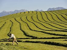 Landwirt auf einem Feld bei Seeg im Ostallgäu (Schwaben). Das Allgäu lockt jedes Jahr hunderttausende Touristen.
