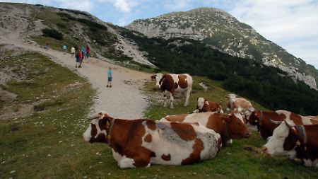 Lebende Hindernisse: Auf dem Weg zum Hochobir-Gipfel müssen die Wanderer oft an kleinen Gruppen von Kühen vorbei. 