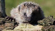 BASF ist der Konkurrenz um den US-Konzern Dow Chemical scheinbar immer einen Schritt voraus - wie in der Fabel von "Hase und Igel".