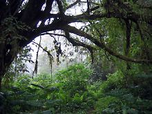 Im Kongobecken sind es vor allem die Kettensägen, die den Regenwald bedrohen.