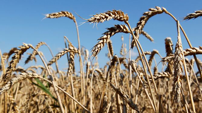 Schlechte Ernten, Brände, Spekulanten: Weizenpreis macht Sorgen 