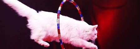 Springt die Katze aus freien Stücken - oder wird nachgeholfen?