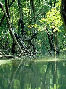 Der Verlust von Mangroven ist höher als der von tropischen Wäldern im Inland oder von Korallenbänken.