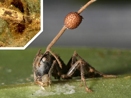 Eine befallene Ameise, aus deren Kopf eine Pilzhyphe mit Pilzspore wächst. 