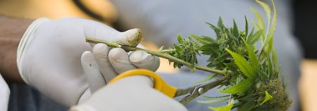 Deutschland diskutiert den Einsatz von Cannabis-Medikamenten bei Schwerstkranken.