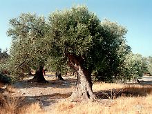 Uralte Olivenbäume auf Kreta.