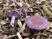 Sieht verdammt giftig aus, ist aber ein vorzüglicher Speisepilz: der Violette Rötelritterling.