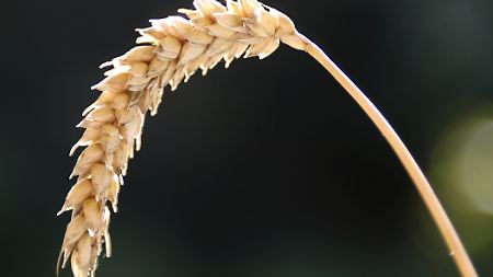 Weizen gehört neben Reis und Mais zu den Grundnahrungsmitteln. 