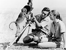 Jane Goodall mit ihrem ersten Ehemann, dem Tierfilmer Hugo van Lawick (1974) ...
