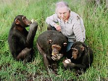 Jane Goodall kam den Schimpansen nahe wie kaum jemand sonst.