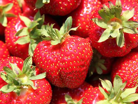 Erdbeeren spielen seit der Steinzeit eine Rolle in der menschlichen Ernährung. 