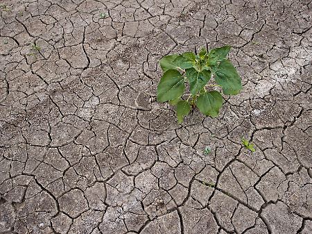 Auch in diesem Jahr wurden wieder monatliche  Temperaturrekorde in Deutschland gemessen. 