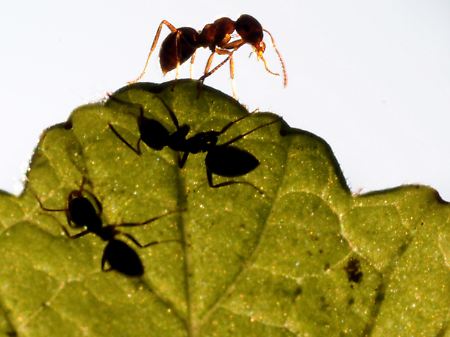 Krabbeltiere gegen Elefanten: Ameisen können Bäume schützen