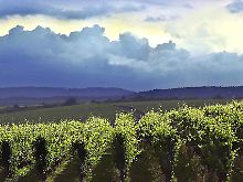 Weinanbau bei Oestrich-Winkel: Septembernächte können auch im Rheingau empfindlich kühl werden (Archivbild).