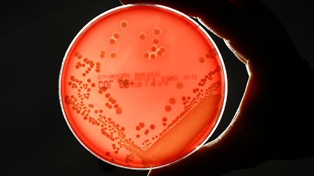 Vor allem methicillin-resistente Staphylokokken sind als Krankenhauskeime ein wachsendes Problem. 