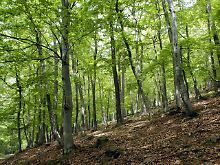 Buchen im Nationalpark "Kellerwald-Edersee" in Hessen. 