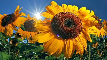 Drastischer Ernterückgang bei Sonnenblumensamen erfordern drastische Mittel: Russland zieht Exportverbot in Erwägung.