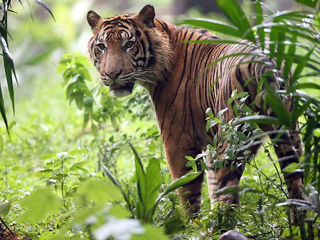 Ein Sumatra-Tiger im Ragunan Zoo in Jakarta. 