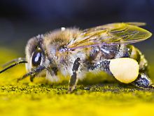 Bienen reagieren auf die Anwesenheit von Nachwuchs mit einem komplett anderen Tagesrhythmus.