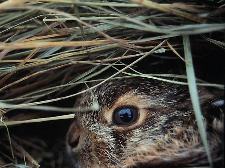 Jungtier eines Europäischen Feldhasen. Im Unterschied zu Kaninchen werden Feldhasen nach 42 Tagen als Nestflüchter geboren. 