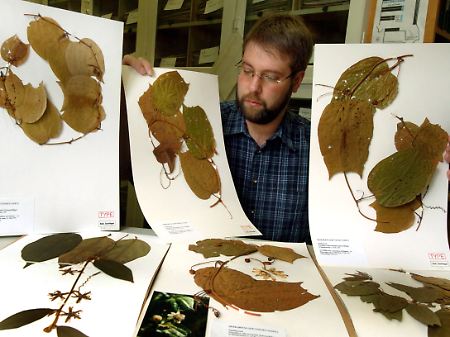 Das Herbarium der Universität Göttingen ist mit rund 750.000 Proben eine der größten Sammlungen in Deutschland. Die ältesten Stücke stammen aus der Zeit um 1750.