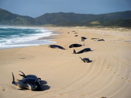 Ein trauriges Bild: 80 Grindwale sind an einen entlegenen Strand im Norden Neuseelands gestrandet.
