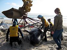 160 Menschen kämpften in Neuseeland um das Leben von 24 Walen. 
