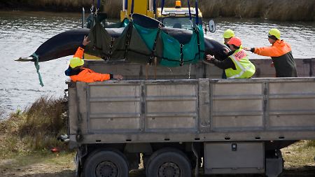 Die Wale werden mit Lastwagen an einen etwa eine  Stunde Fahrt entfernten Strand gebracht.