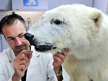 Das ist natürlich nicht die Tierleiche, sondern ein Abbild. Präparator Volkhard Heller in Aktion.