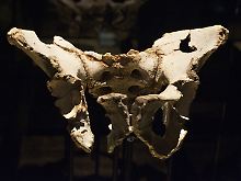 Einen Hüftknochen des Homo heidelbergensis fanden die Forscher schon vor 15 Jahren - fünf Wirbelknochen ergänzen nun das Bild, dass die Archäologen von Elvis haben.