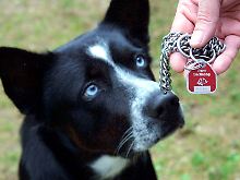 Auch bei der Hundesteuer sind Steigerungen möglich.