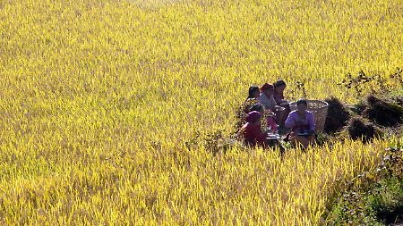 Jetzt ist Erntezeit in Nepal. Die Landwirtschaft ist der wichtigste Wirtschaftszweig des Landes und beschäftigt 71 Prozent der Bevölkerung.