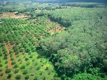 Eine Kautschuk-Plantage in Kambodscha, das Regime verkaufte dafür das Land der Ureinwohner.