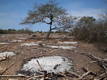 In der Provinz Manabi in  Ecuador wurde eine riesige Fläche Trockenwald für den Gemüse-Anbau gerodet und verbrannt.