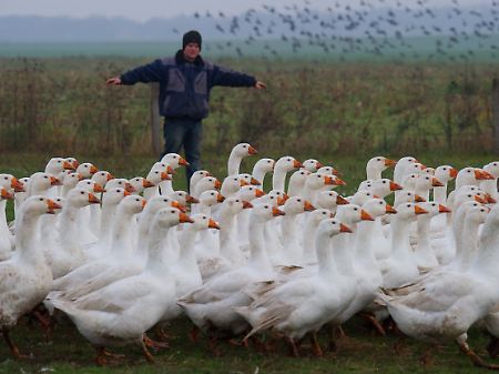 Das ist nicht der fromme Martin mit den Gänsen von Tours, sondern Stephan Sander mit den Gänsen von Bauer Peters im brandenburgischen Löhme.